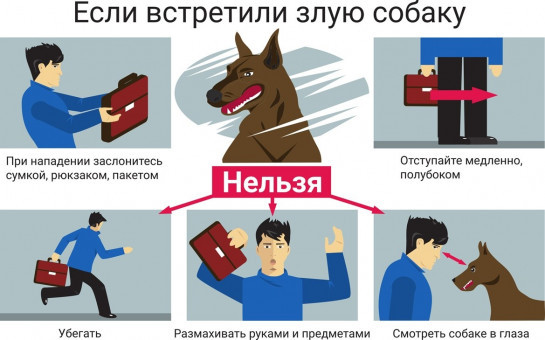 Основные правила поведения при нападении собаки